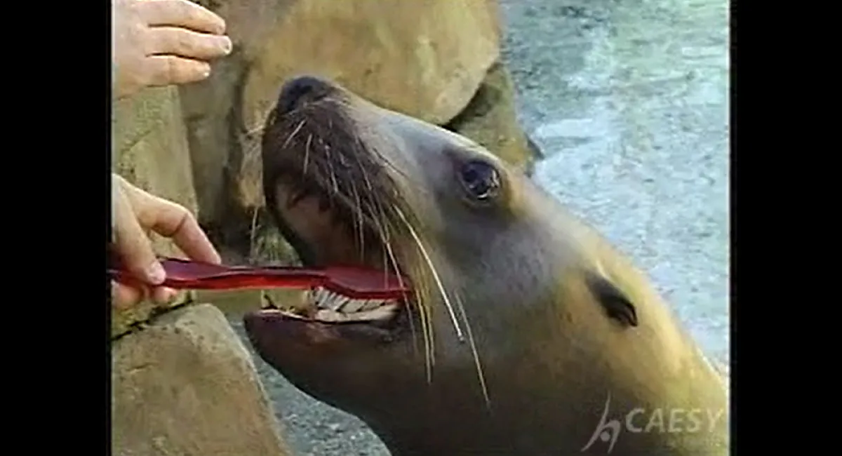 Children - wally's brushing tips video thumbnail